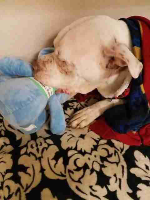 Dog with stuffed elephant toy
