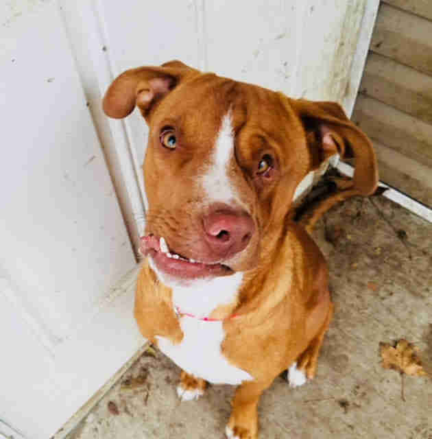 Dog with funny-looking, crooked face