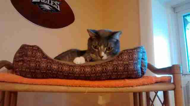 Cat who needs home after owner was killed