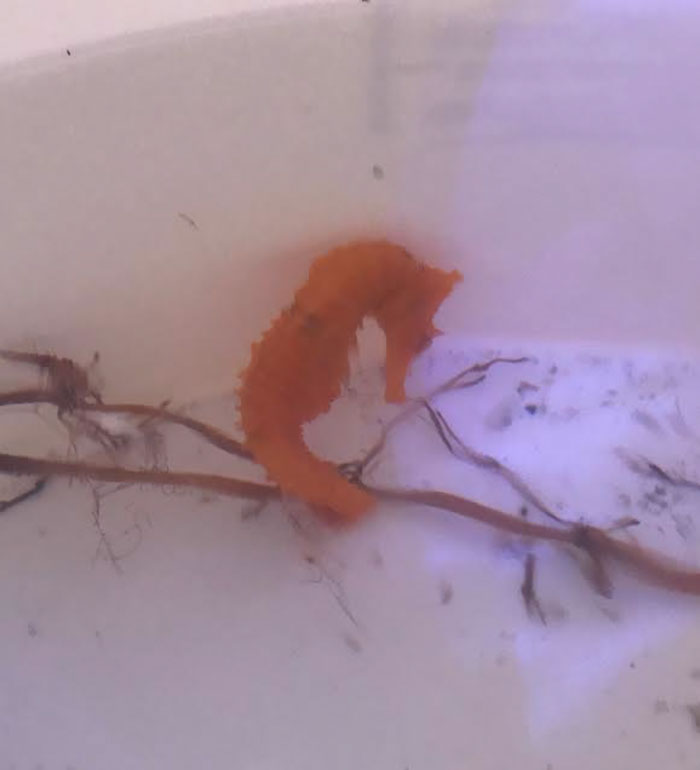 Girl Rescues Orange Seahorse Mistaken For A Cheeto, The Creature Turns Yellow Once She Feels Better
