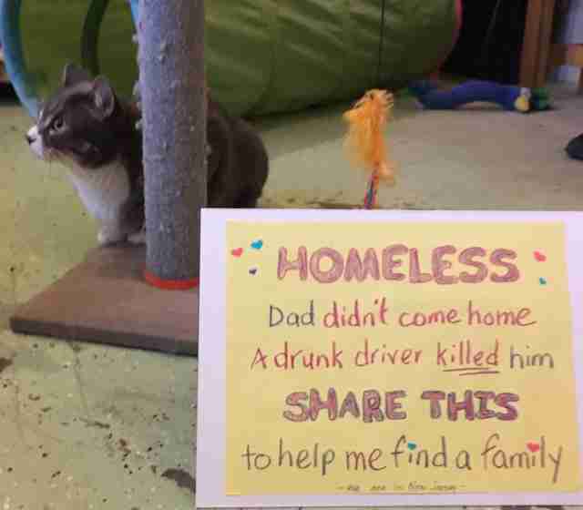 Cats who need homes after owner was killed