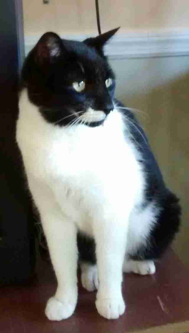 Cat who needs home after owner was killed