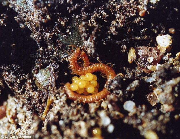 The type of centipede is favoured by scientists for the accessibility of its nests, from which embryos can be gathered for research purposes (pictured). Experts have revealed that the myriapod is missing an internal body clock, as well as vital light receptors seen across the animal kingdom