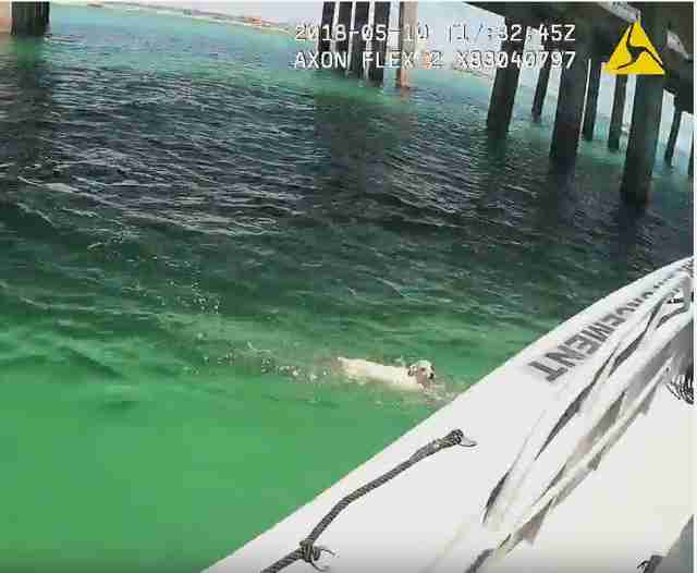 Officer Notices 'Sea Turtle' In Water — Then Realizes It Has Fur Officer Notices 'Sea Turtle' In Water — Then Realizes It Has Fur