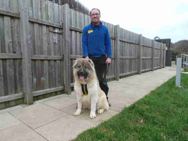 caucasian shepherd britain rescue puppy