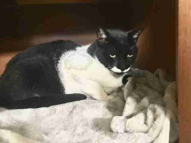 Cat who needs home after owner was killed