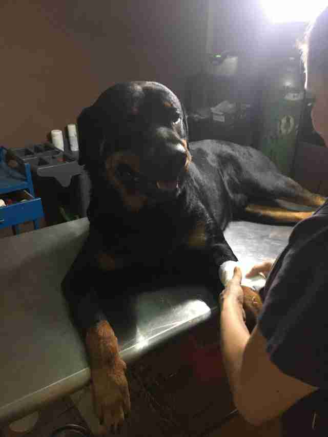 Dog blood donor in Costa Rica