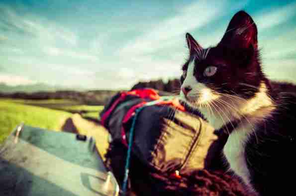 Mogli the stray cat on a motorbike