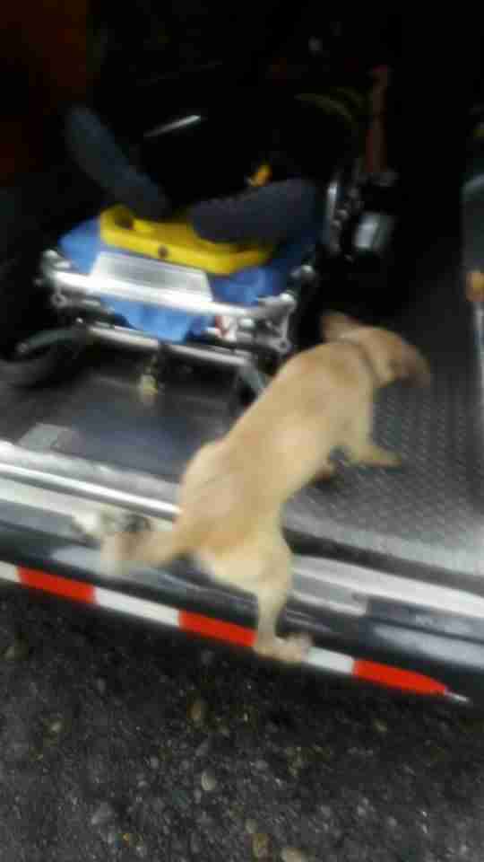 Dog jumping into ambulance in Costa Rica