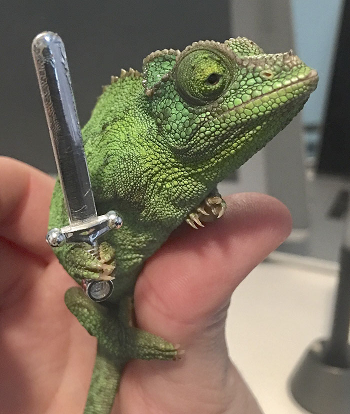 Someone Just Noticed That Chameleons Will Hold Onto Anything You Give Them, And It’s Hilarious