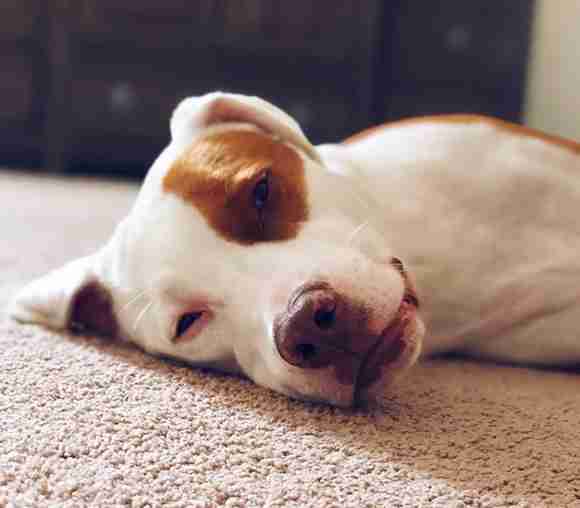 dog cat pet suffocation awareness