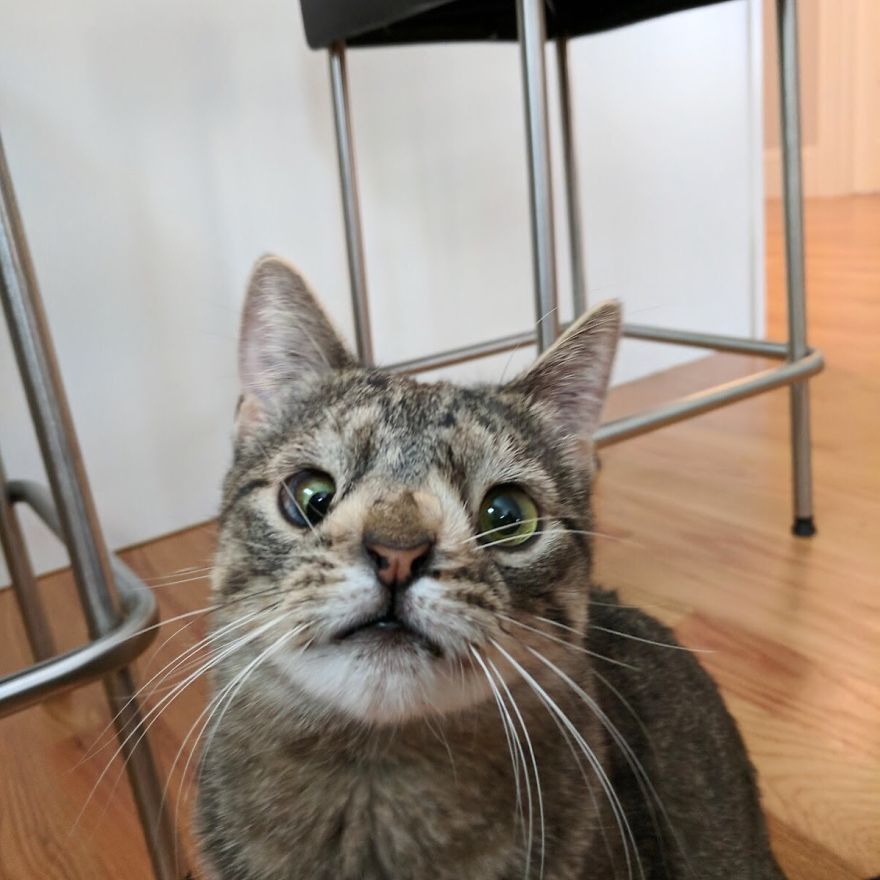 Meet The Cat With An Extra Chromosome Put On Death Row Because She Looked A Little Different Meet The Cat With An Extra Chromosome Put On Death Row Because She Looked A Little Different
