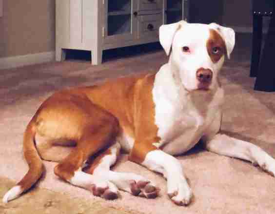 dog cat suffocation pet awareness