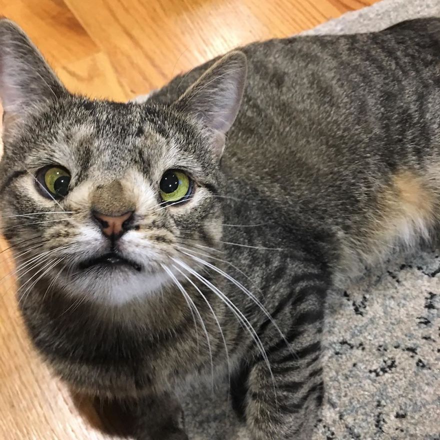 Meet The Cat With An Extra Chromosome Put On Death Row Because She Looked A Little Different Meet The Cat With An Extra Chromosome Put On Death Row Because She Looked A Little Different