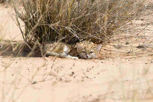 Wild sand kitten