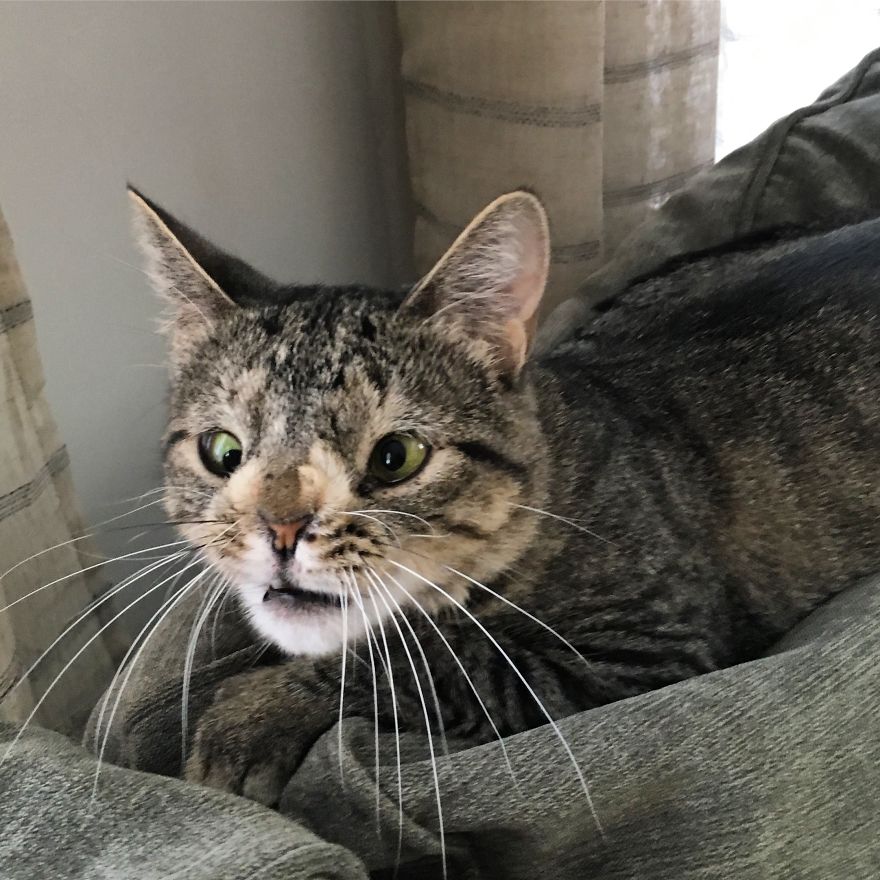 Meet The Cat With An Extra Chromosome Put On Death Row Because She Looked A Little Different Meet The Cat With An Extra Chromosome Put On Death Row Because She Looked A Little Different