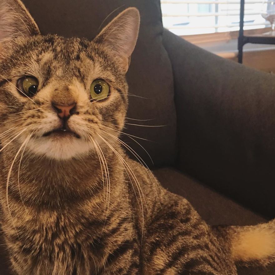 Meet The Cat With An Extra Chromosome Put On Death Row Because She Looked A Little Different Meet The Cat With An Extra Chromosome Put On Death Row Because She Looked A Little Different