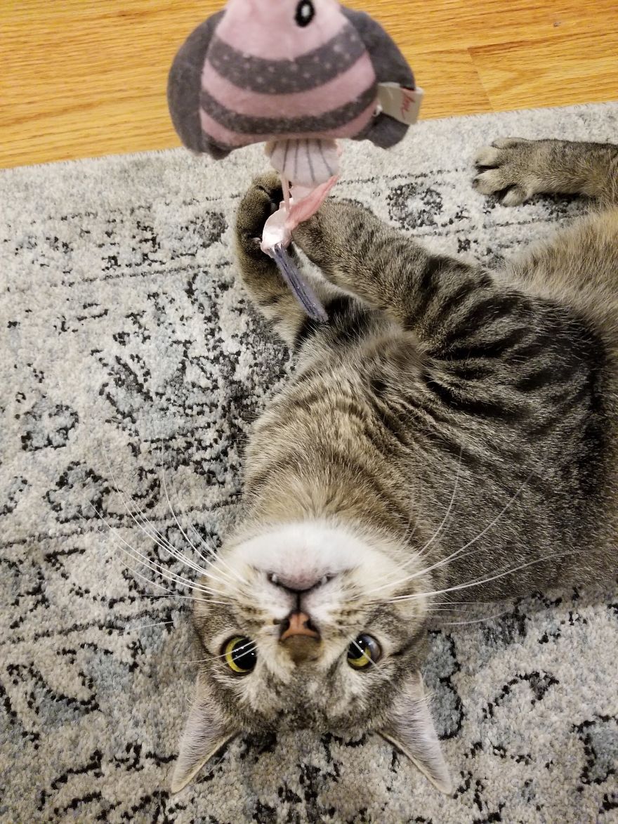 Meet The Cat With An Extra Chromosome Put On Death Row Because She Looked A Little Different Meet The Cat With An Extra Chromosome Put On Death Row Because She Looked A Little Different