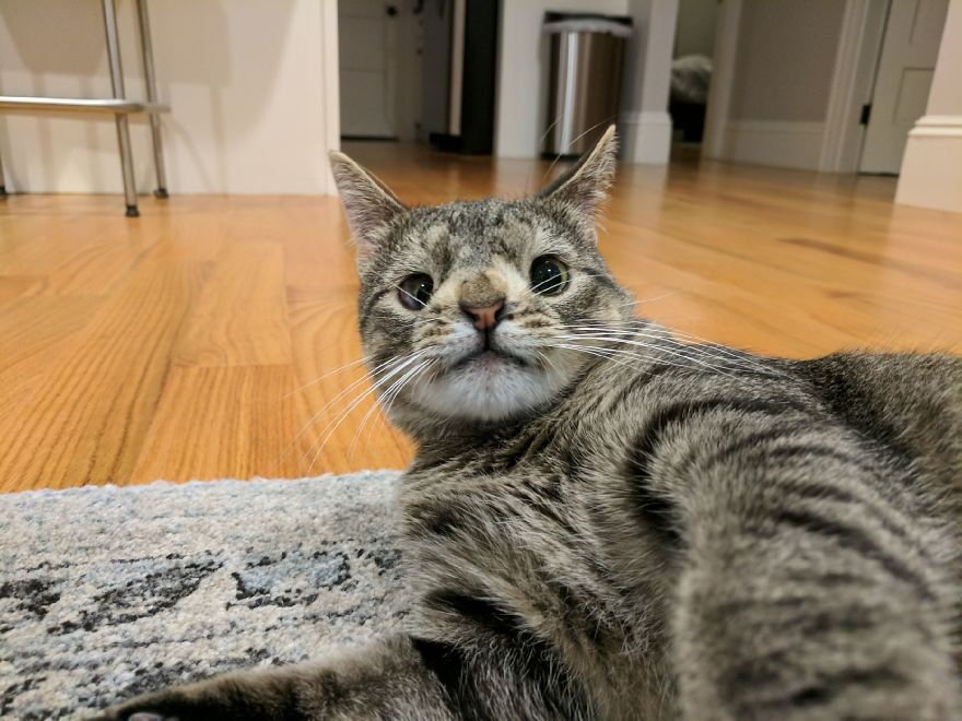Meet The Cat With An Extra Chromosome Put On Death Row Because She Looked A Little Different Meet The Cat With An Extra Chromosome Put On Death Row Because She Looked A Little Different