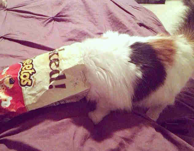 The Scary Reason Why You Should Never Leave Empty Chip Bags Around The Scary Reason Why You Should Never Leave Empty Chip Bags Around