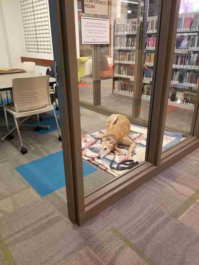 Dog Showed Up For Story Time At Library, But Nobody Came To Read To Him Dog Showed Up For Story Time At Library, But Nobody Came To Read To Him