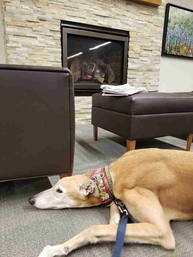 Dog Showed Up For Story Time At Library, But Nobody Came To Read To Him Dog Showed Up For Story Time At Library, But Nobody Came To Read To Him