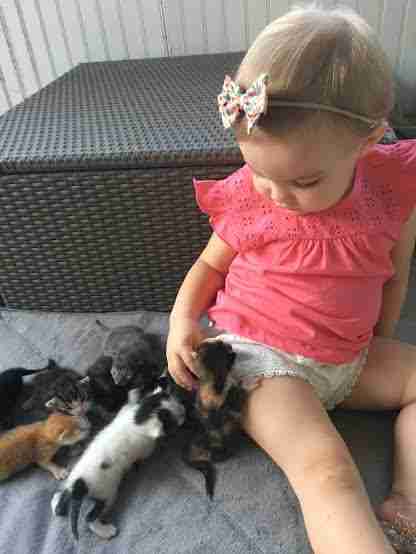 foster cat kitten orphan