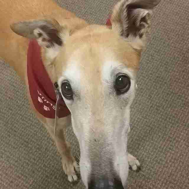 Dog Showed Up For Story Time At Library, But Nobody Came To Read To Him Dog Showed Up For Story Time At Library, But Nobody Came To Read To Him