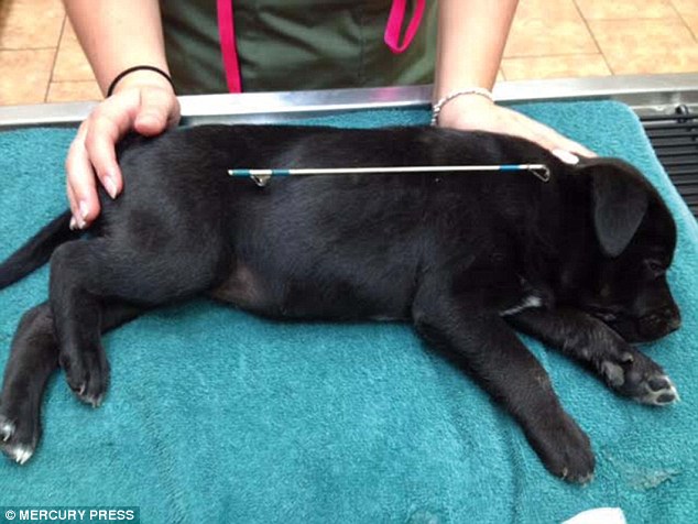 The stray Labrador puppy who was taken to a vet in Oklahoma, where it was found he had swallowed a fishing pole 