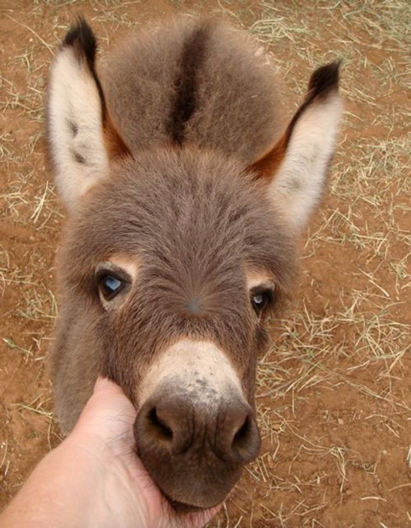 miniature-donkey17