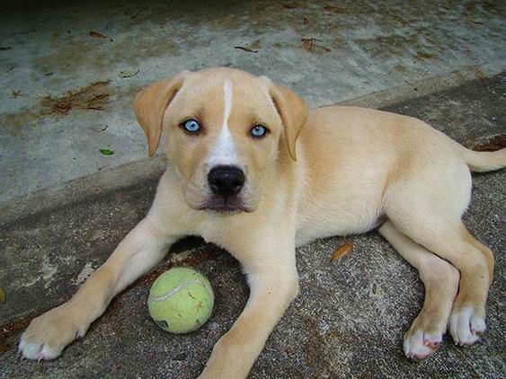 7. It is a cross between the Labrador and the Husky