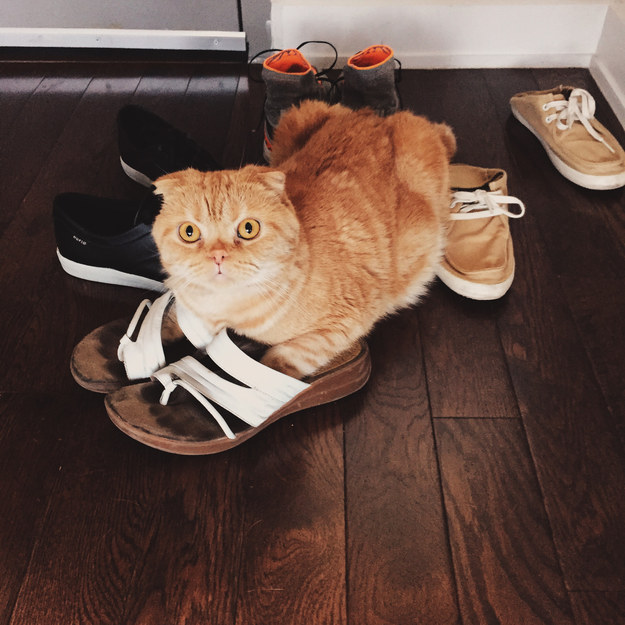 "You have plenty of other shoes to choose from, I'm not moving."