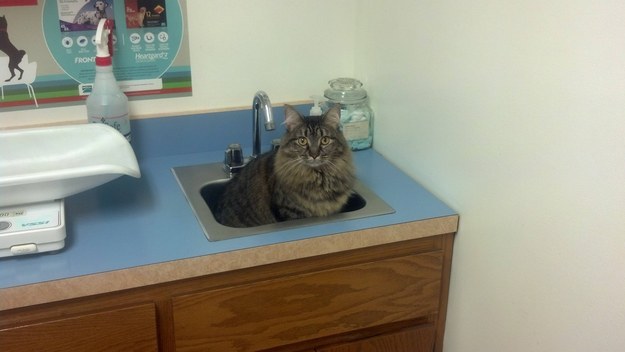 "What? I'm a sink."