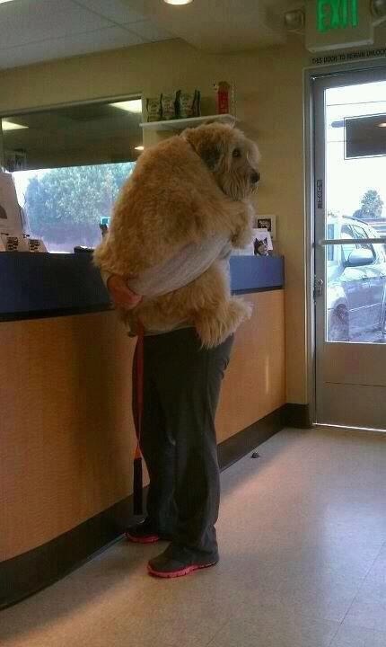 This dog that knows what it means when it's time to go to the vet.