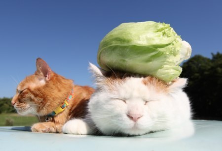"Oh, lettuce. You just get me."