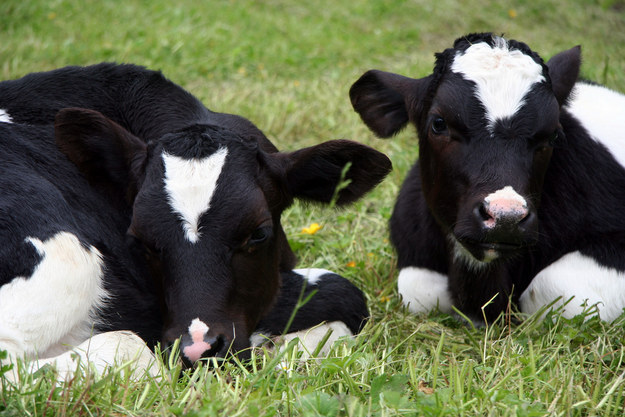 A dairy cow was so sad from having previous calves taken away that she hid her newborn in a tall patch of grass.