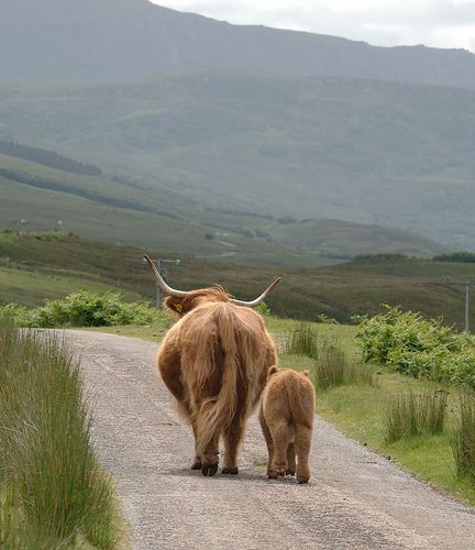 Gorgeous Photo....Highland cattle are a Scottish breed of cattle with long horns and long wavy coats which are coloured black, brindled, red, yellow or dun. The breed was developed in the Scottish Highlands and Western Isles of Scotland. Wikipedia: 