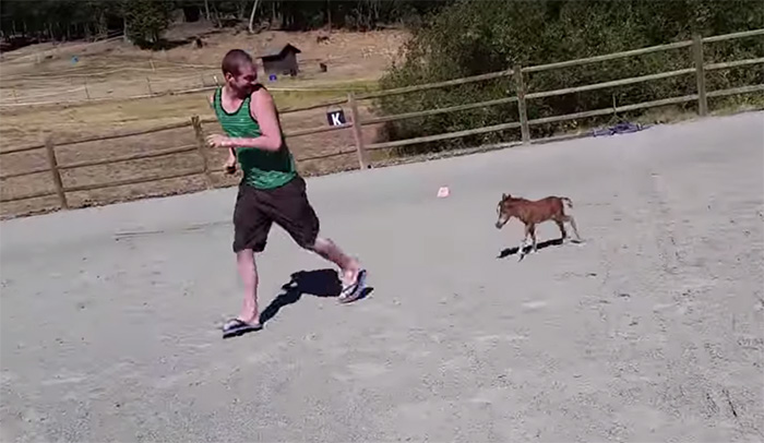 tiniest-miniature-horse-chasing-1