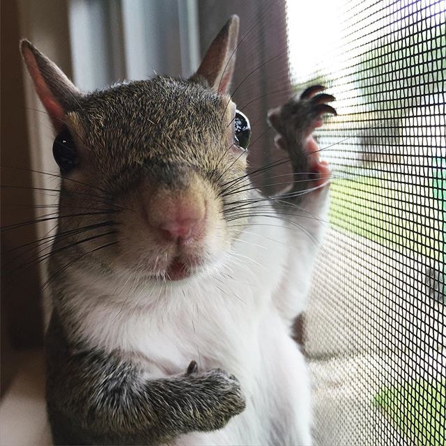 🐰 nose

<a href='/tag/petsquirrel' target='_blank'>#petsquirrel</a> <a href='/tag/squirrel' target='_blank'>#squirrel</a> <a href='/tag/squirrel' target='_blank'>#squirrel</a>s <a href='/tag/squirrel' target='_blank'>#squirrel</a>love <a href='/tag/squirrel' target='_blank'>#squirrel</a>life <a href='/tag/squirrel' target='_blank'>#squirrel</a>sofig <a href='/tag/squirrel' target='_blank'>#squirrel</a>sofinstagram <a href='/tag/easterngreysquirrel' target='_blank'>#easterngreysquirrel</a> <a href='/tag/easterngraysquirrel' target='_blank'>#easterngraysquirrel</a> <a href='/tag/ilovesquirrels' target='_blank'>#ilovesquirrels</a> <a href='/tag/petsofinstagram' target='_blank'>#petsofinstagram</a> <a href='/tag/petphotography' target='_blank'>#petphotography</a> <a href='/tag/squirrel' target='_blank'>#squirrel</a>girl <a href='/tag/jill' target='_blank'>#jill</a> <a href='/tag/thisgirlisasquirrel' target='_blank'>#thisgirlisasquirrel</a> <a href='/tag/saturday' target='_blank'>#saturday</a> <a href='/tag/bunny' target='_blank'>#bunny</a> <a href='/tag/bunny' target='_blank'>#bunny</a>nose <a href='/tag/window' target='_blank'>#window</a> <a href='/tag/window' target='_blank'>#window</a>watching <a href='/tag/fall' target='_blank'>#fall</a> <a href='/tag/feelslikefall' target='_blank'>#feelslikefall</a> <a href='/tag/window' target='_blank'>#window</a>sopen