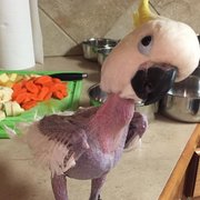 Senior Parrot Can't Help But Fall Asleep While 'Helping' With The Dishes Senior Parrot Can't Help But Fall Asleep While 'Helping' With The Dishes