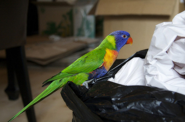 Willie the parrot alerted his human that her toddler was choking by crying out, "Mama, baby!"