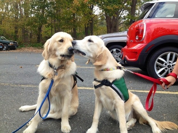 Newtown therapy dogs helped a town through a terrifying tragedy.