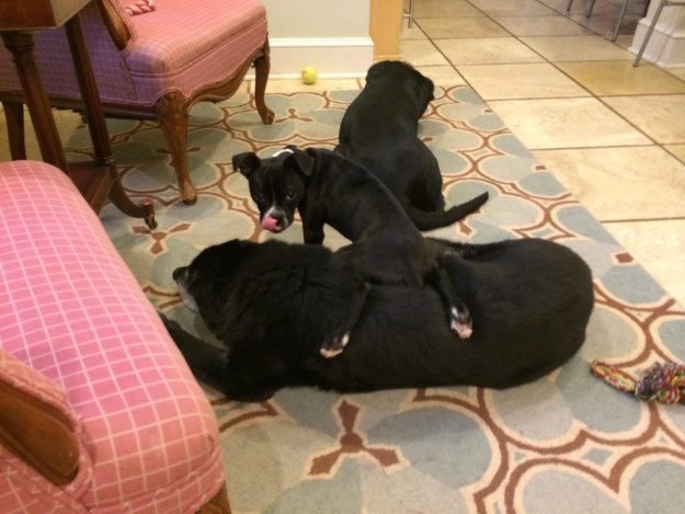 "Our dogs add so much love to our family!" — Winn S.