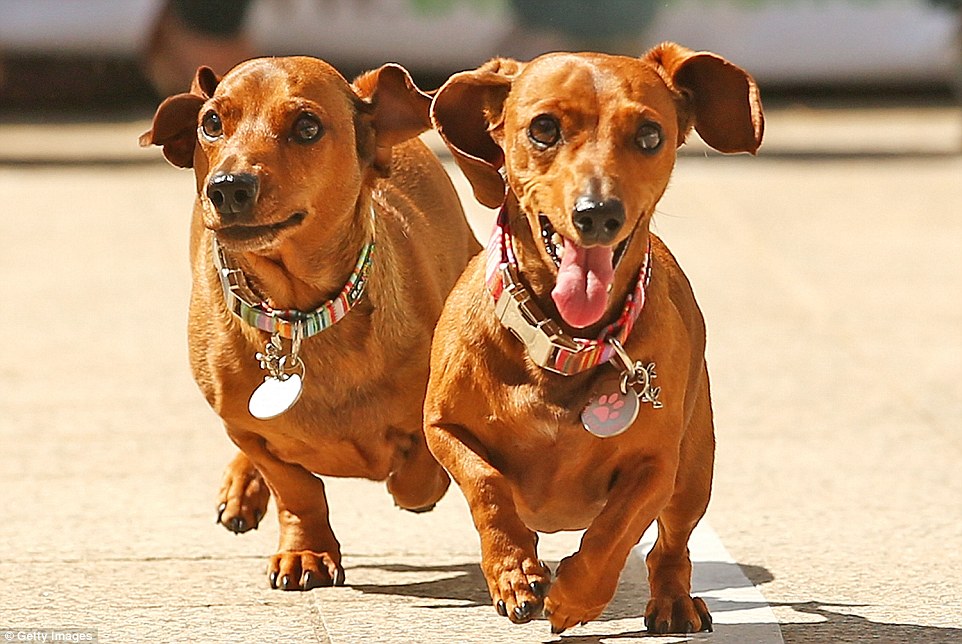 Adorable mini dachshunds racing in the Running of the Wieners during the annual Oktoberfest in Southgate, Melbourne