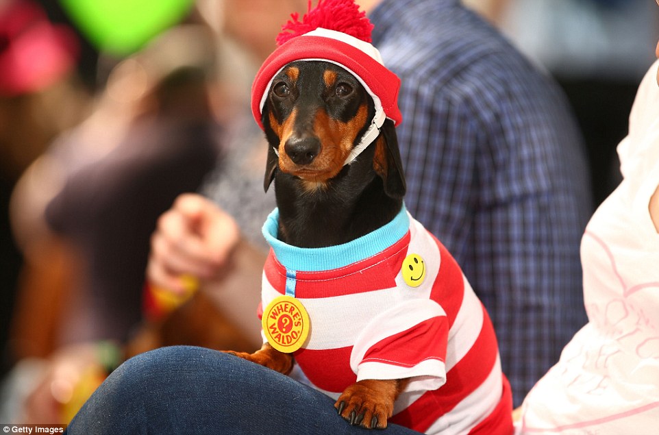 Mini dachshund Mia hoping to impress judges in her 'Where's Waldo?' costume for the Best Dressed Dachshund competition