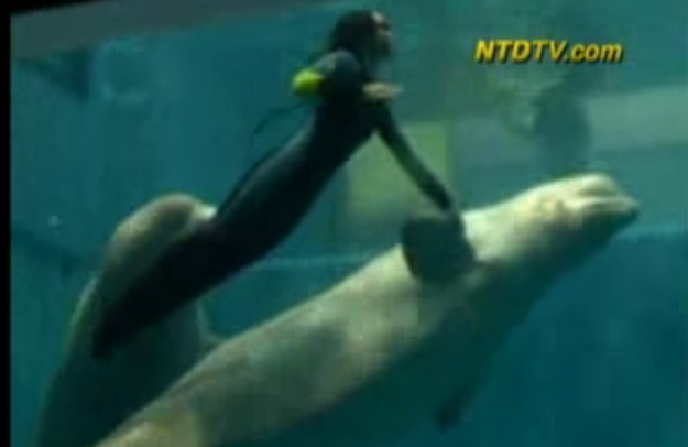 Mila, a beluga whale, saved a drowning diver in China by pulling her to the surface so she could breathe.