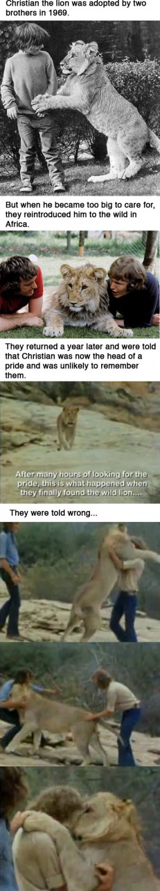 Christian the lion remembered his humans long after he'd been released into the wild and gave them the warmest welcome.
