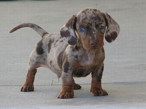 1. It is a cross between the Dachshund and the Dalmatian