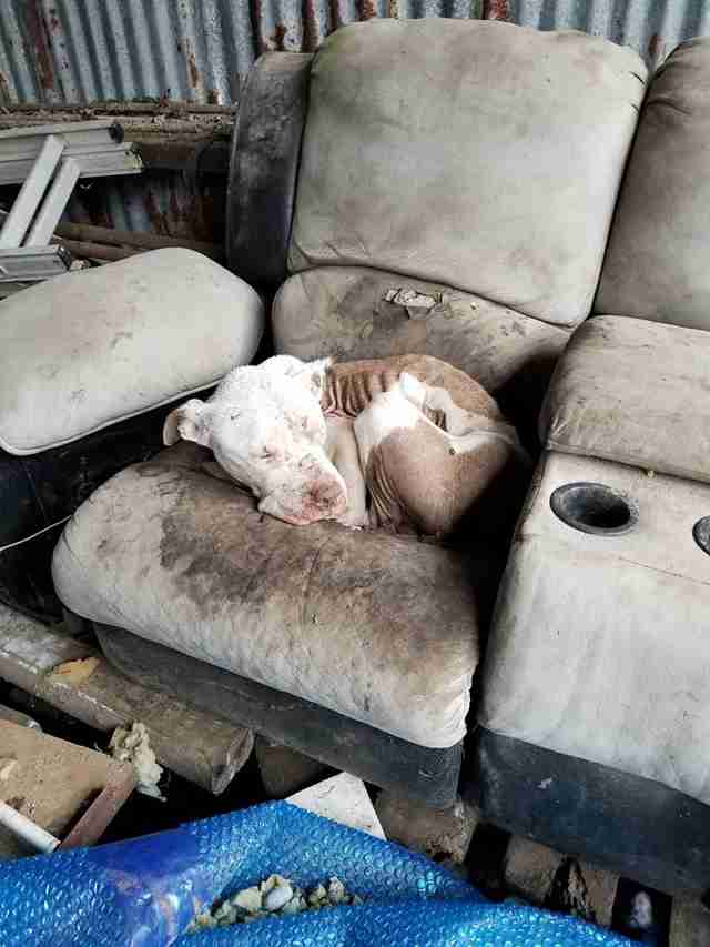 Street dog lying on old couch
