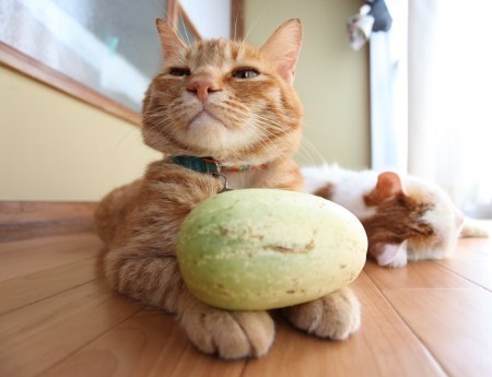 "Have you ever seen a prettier melon?"